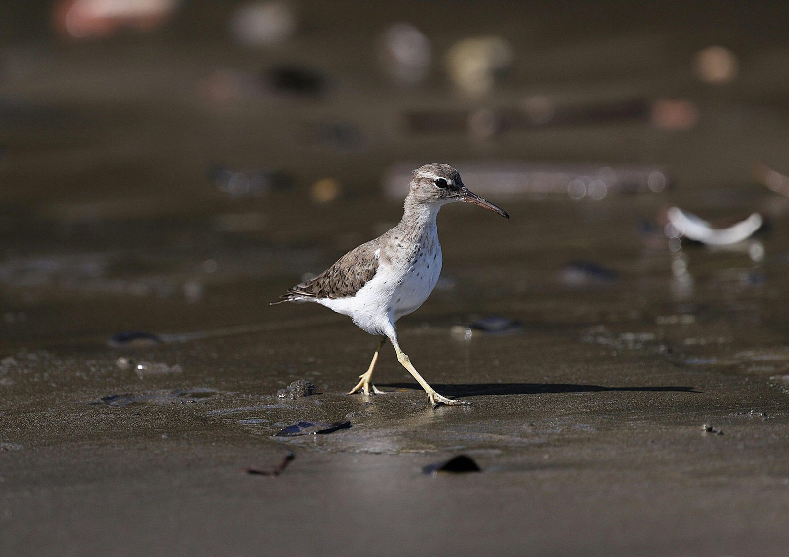 River Wildlife Spotting