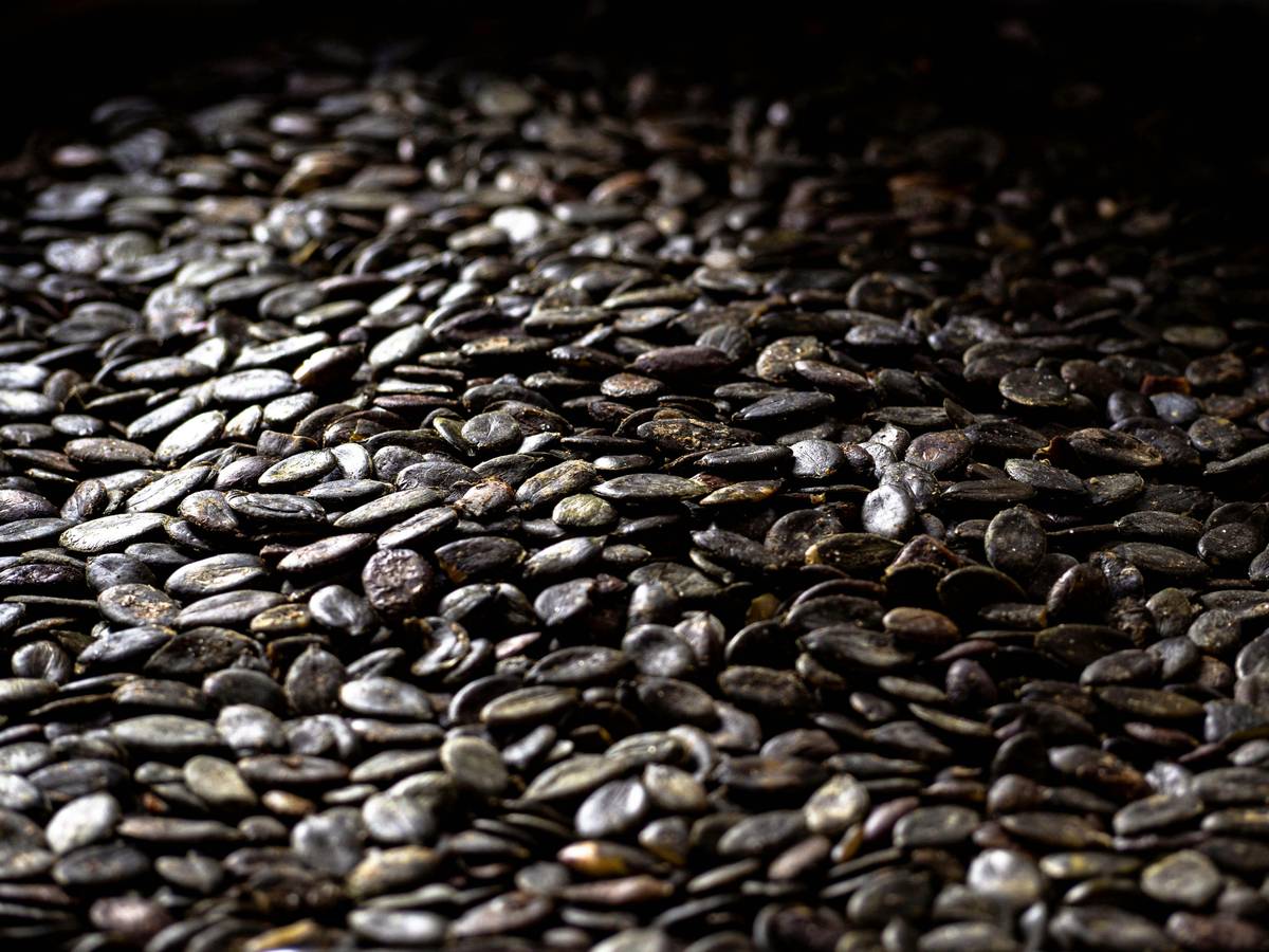 Delicious and healthy pumpkin seeds