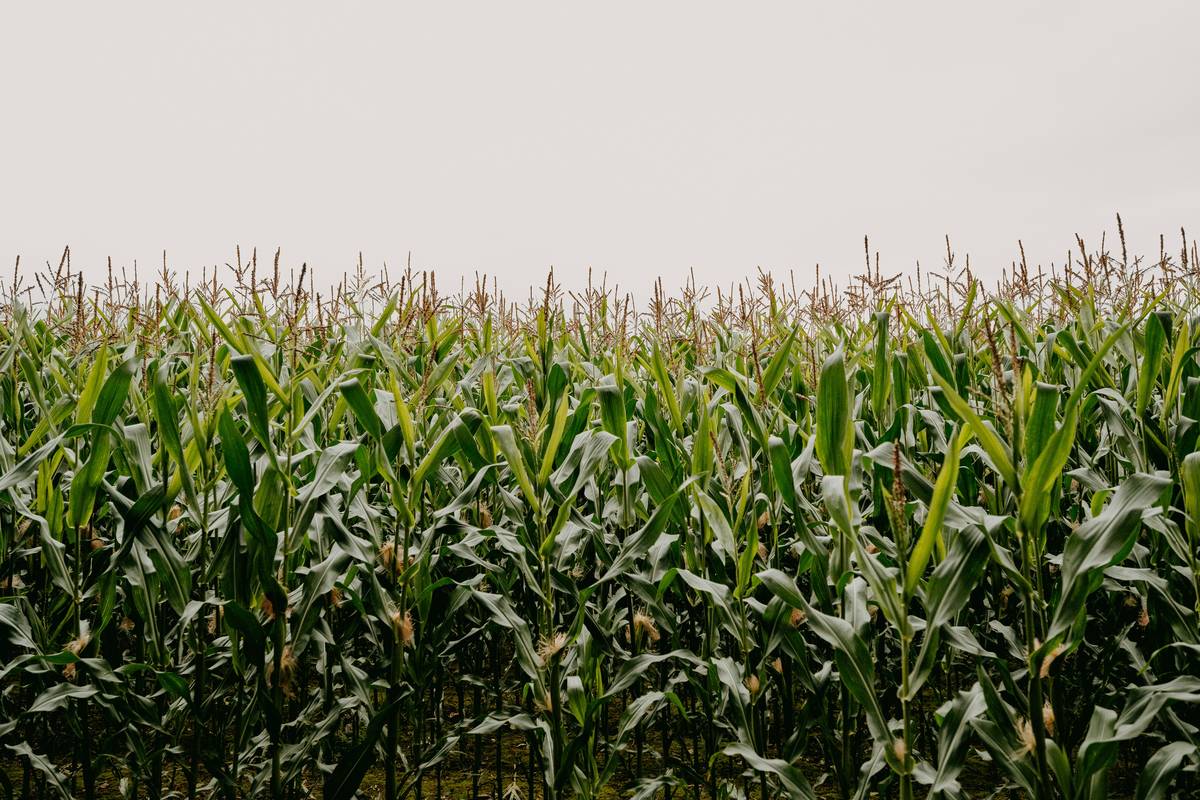 green corn field during daytime