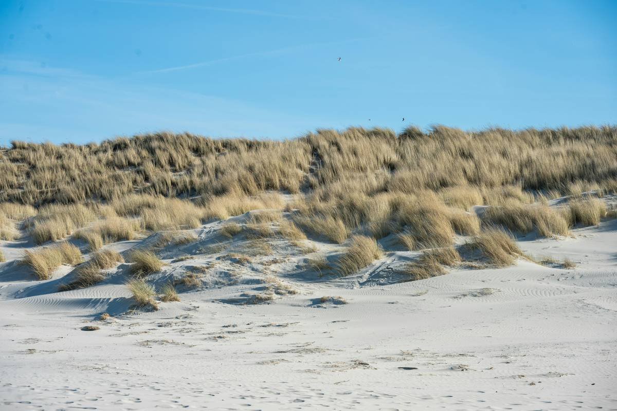 Sandy dunes with dry grass under a clear blue sky